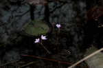 Eastern purple bladderwort